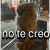 Frases gatos 👑 (m4ktdvzhxf)