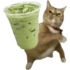Meme Kucing Lempar 😾 (r8f7jg6mkd)