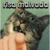 Frases gatos 👑 (m2gzcyr3d7)