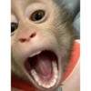 صرخة جامحة