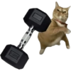Meme Kucing Lempar 😾 (th83wqdfn7)