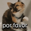 Frases gatos 👑 (jf6ygr23s8)
