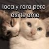 Frases gatos 👑 (7kmwz5r9vh)
