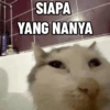 Kucing Anomali 5 (vsh6849bdn)