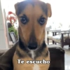 Perritos para responder 🐶 (hryb93ncp6)