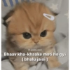Pookiee Cat 😺🎀 (zdn5mcq7pk)