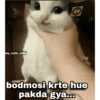 Pookiee Cat 😺🎀 (6wc3mxjt95)