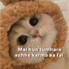 Pookiee Cat 😺🎀 (x8wv3pdkrz)