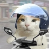 Meme Kucing Lucu 🐱 (62b54c8yfq)