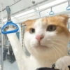 Meme Kucing Lucu 🐱 (mc8f6vws5h)