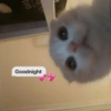 Meme Kucing Lucu 🐱 (qdw5x2vchk)