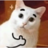 Meme Kucing Lucu 🐱 (txf7rwdpbm)
