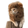 ☆funny pets (8sftbp9q4m)