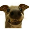 ☆funny pets (tz68psdnb3)