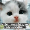 🌈 Gatitos para responder 1 🐈 (4xb65y39wq)