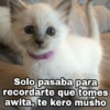 🌈 Gatitos para responder 1 🐈 (y5nkbqwstj)