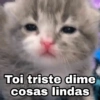 🌈 Gatitos para responder 1 🐈 (ht5mnykxqs)