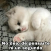 🌈 Gatitos para responder 1 🐈 (9r38wqh5db)