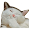 ☆funny pets (4chq59nzkr)