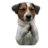 ☆funny pets (w3n7cvqjsb)