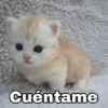 🌈 Gatitos para responder 1 🐈 (kz89wh2v5g)