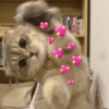 Cutest Cat (2) (pvx3dw5y9r)