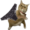 Meme Kucing Lempar 😾 (p4hbrf2tvd)