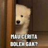 Cute Dog 🐶 (ghby3qsd9t)