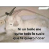 A lo gatuelo☺️ (scw7vnq48k)