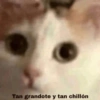 📲•🌚Pal Chat🌝•📲 (fd2zsgctj9)