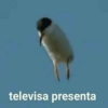 📲•🌚Pal Chat🌝•📲 (v6xpwk5tyj)