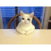 قطط 🐈 (3sr7fbdt24)