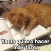Gatitos SAD 😞 1 (qb7jk84vd2)