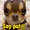 Cachorro memes (7xfgybm9s5)