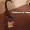 Gatitos 🙊 (dzwcfqs524)