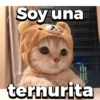 Michitos 2 🐱🐈 (dc5mjbhx3q)