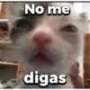 Michitos 2 🐱🐈 (dns4xtgy9c)