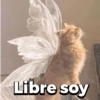 Michitos 2 🐱🐈 (knbfjw5ry3)