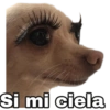 Chihuahuas random (ztpvy3dwjr)
