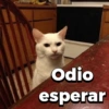Michitos 2 🐱🐈 (bvphksf526)