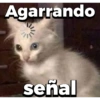 Michitos 2 🐱🐈 (69rw4zcsby)