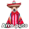 Chihuahuas random (2cj5sym4kx)