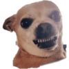 Chihuahuas random (ztf8wh5s3v)