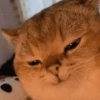 REAÇÕES GATINHOS 🐈🐈‍⬛ (vh4ybq5gfs)