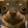 Pinscher e Chihuahua MEMES (7df2czmbp9)