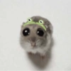 ميمز القارض الحزين 🐭🥹✨ (7dnfspcvm6)