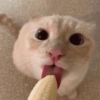 ردود فعل مشبوهة 🔞 (7mhysfg69p)