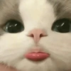 REAÇÕES GATINHOS 🐈🐈‍⬛ (8gdbpftm9k)