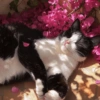 😻 قطط لطيفة (pg9yfwjm5n)