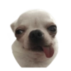 Chihuahuas random (3m9zf5jxbp)